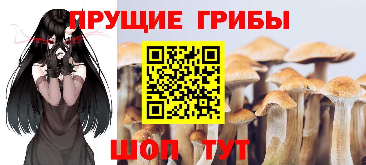 Галлюциногенные грибы Psilocybine cubensis  Вход с VPN  Реж 